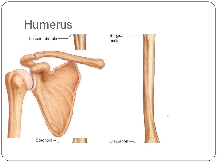 Humerus 