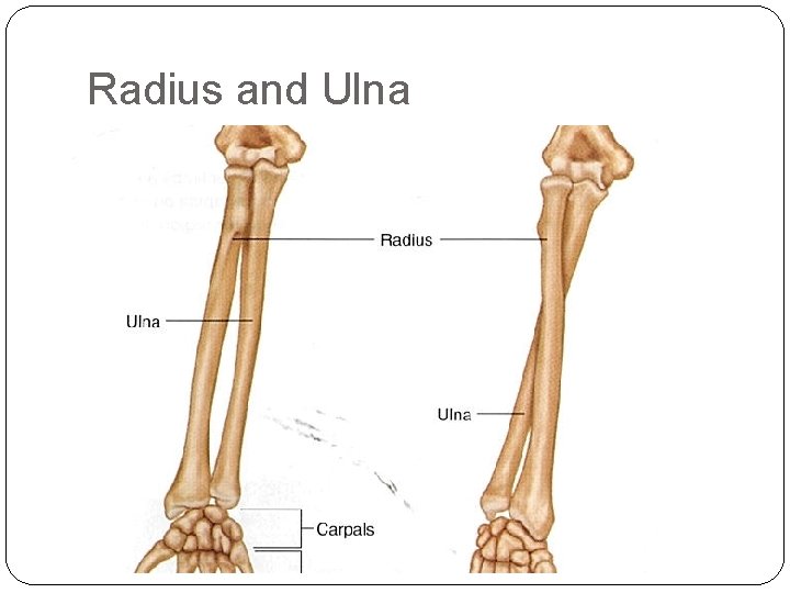 Radius and Ulna 