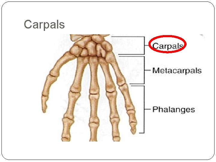 Carpals 