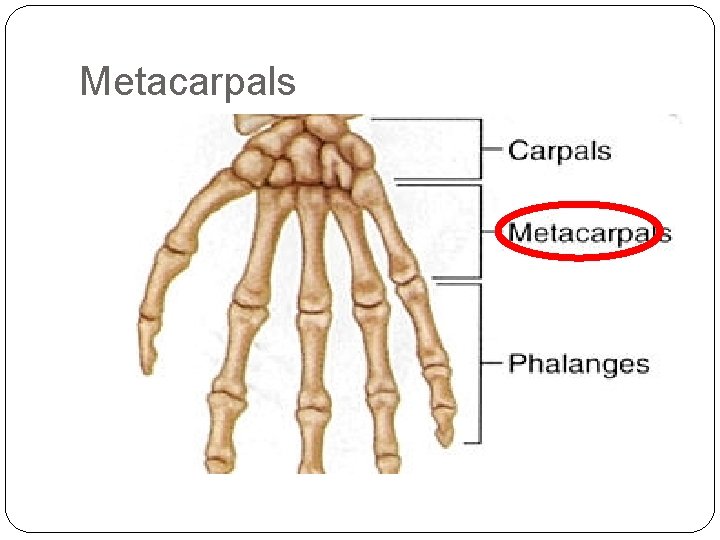 Metacarpals 