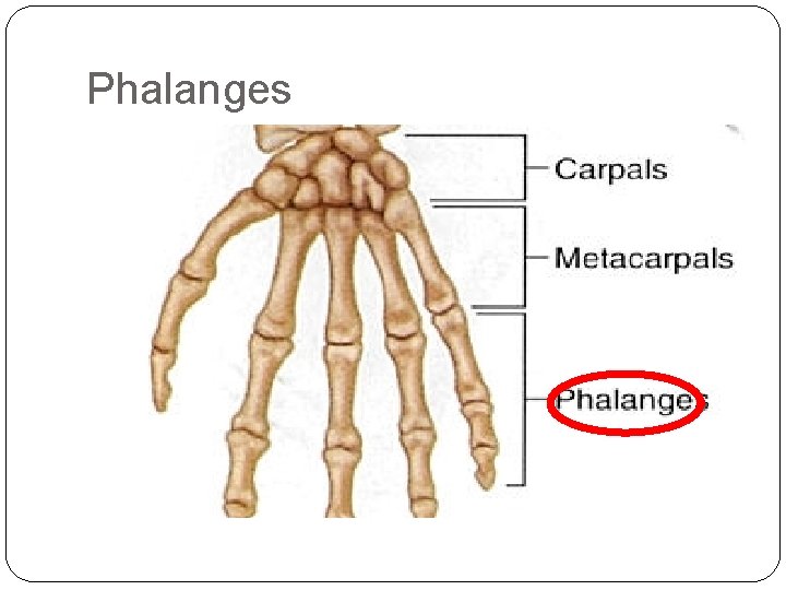 Phalanges 