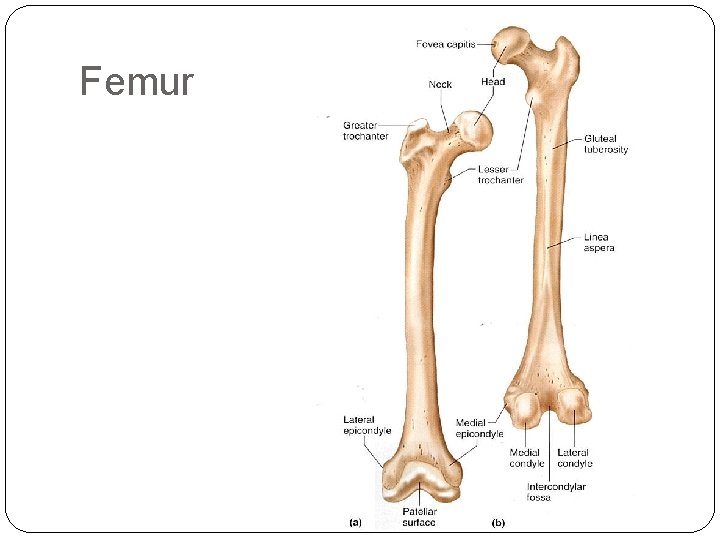 Femur 