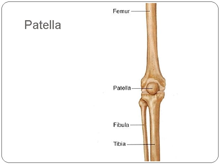 Patella 