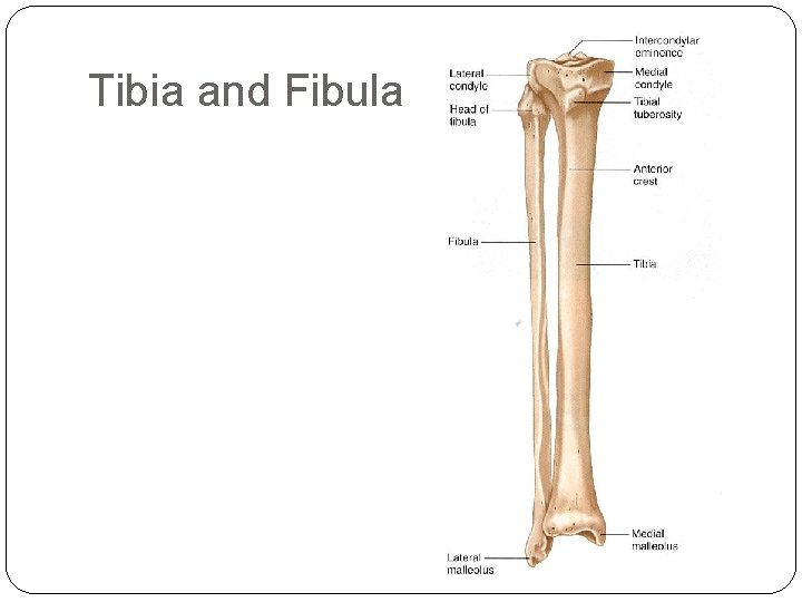 Tibia and Fibula 