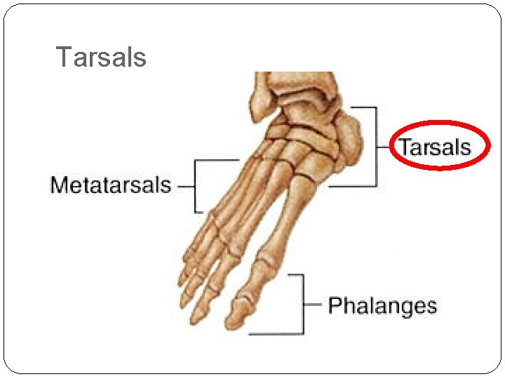Tarsals 