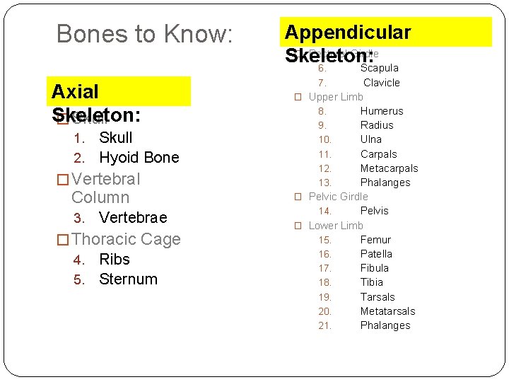 Bones to Know: Axial Skeleton: � Skull 1. 2. Skull Hyoid Bone � Vertebral