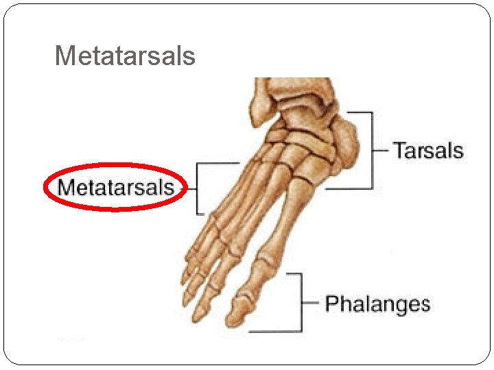 Metatarsals 