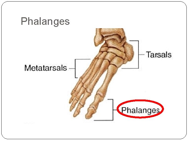 Phalanges 