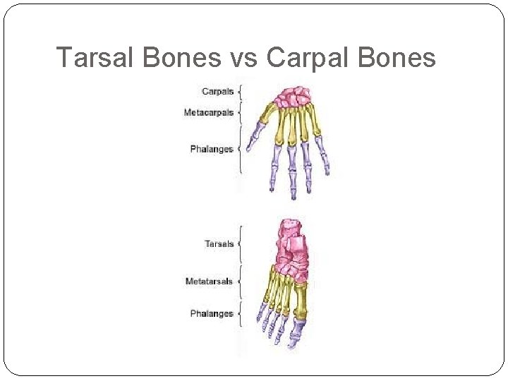 Tarsal Bones vs Carpal Bones 