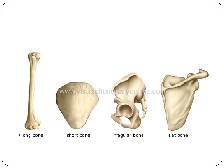 Types of Bones 