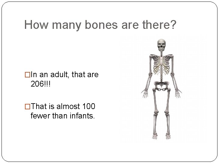 How many bones are there? �In an adult, that are 206!!! �That is almost