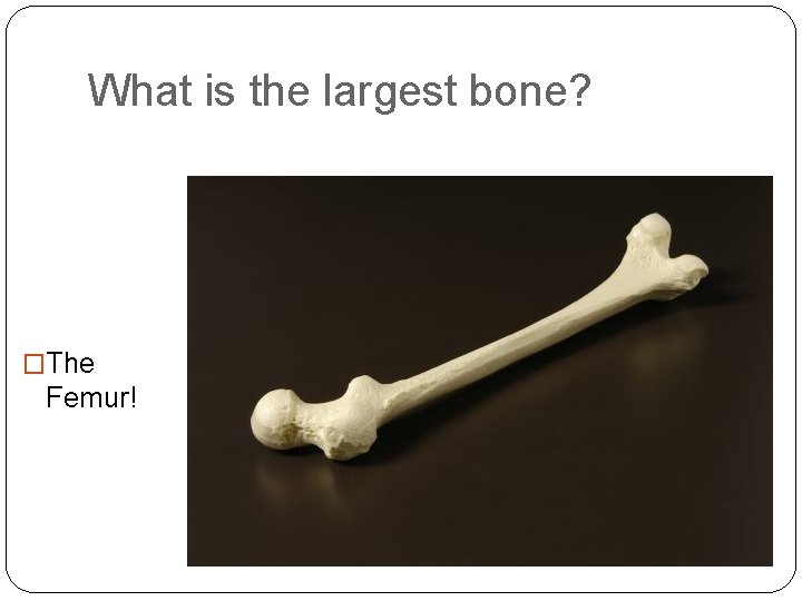 What is the largest bone? �The Femur! 