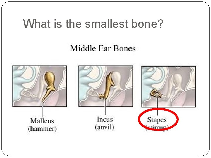 What is the smallest bone? 