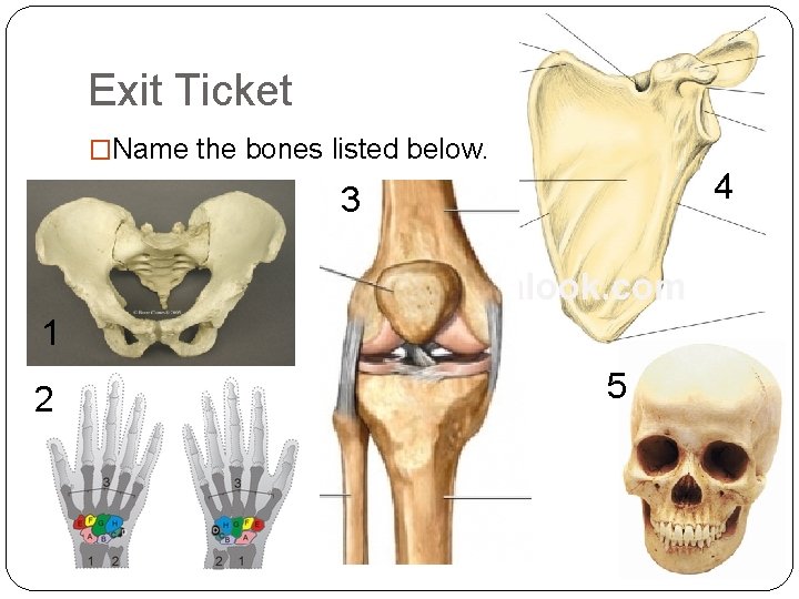 Exit Ticket �Name the bones listed below. 4 3 1 2 5 