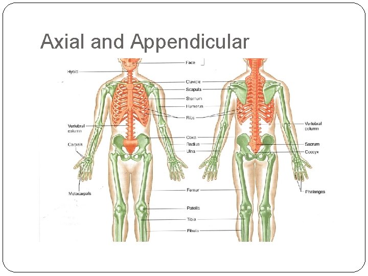 Axial and Appendicular 