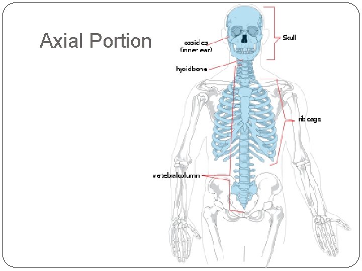 Axial Portion 