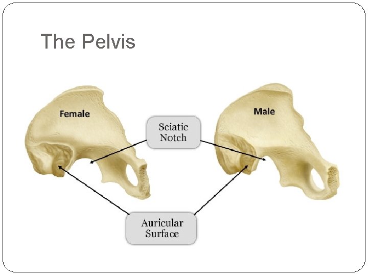 The Pelvis 