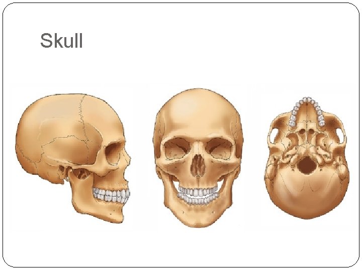 Skull 