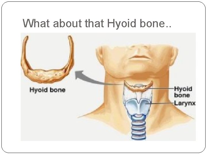 What about that Hyoid bone. . 