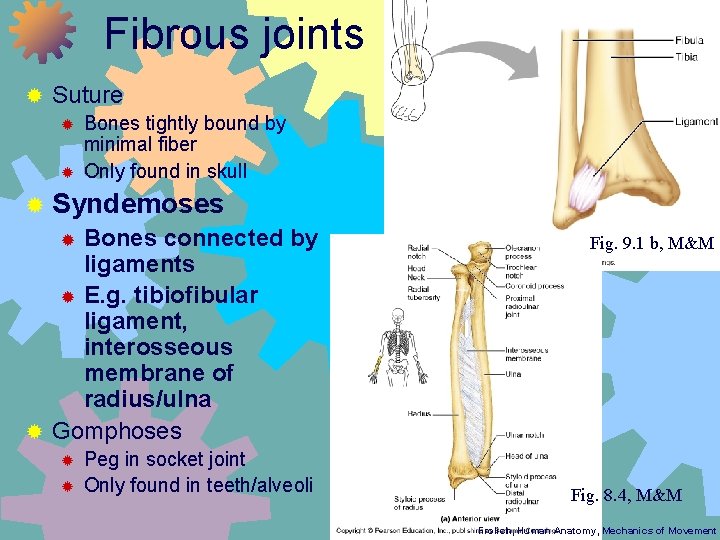 Fibrous joints ® Suture ® ® Bones tightly bound by minimal fiber Only found