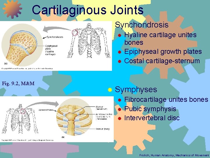 Cartilaginous Joints ® Synchondrosis ® Hyaline cartilage unites bones ® Epiphyseal growth plates ®