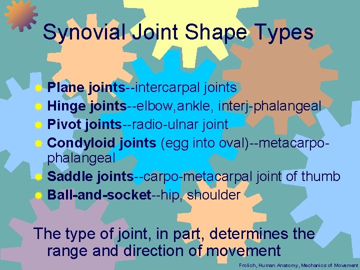 Synovial Joint Shape Types ® Plane joints--intercarpal joints ® Hinge joints--elbow, ankle, interj-phalangeal ®