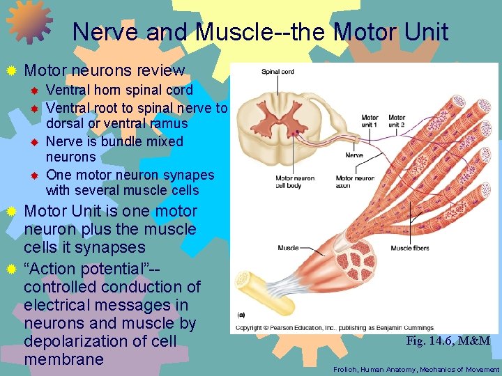 Nerve and Muscle--the Motor Unit ® Motor neurons review ® ® Ventral horn spinal