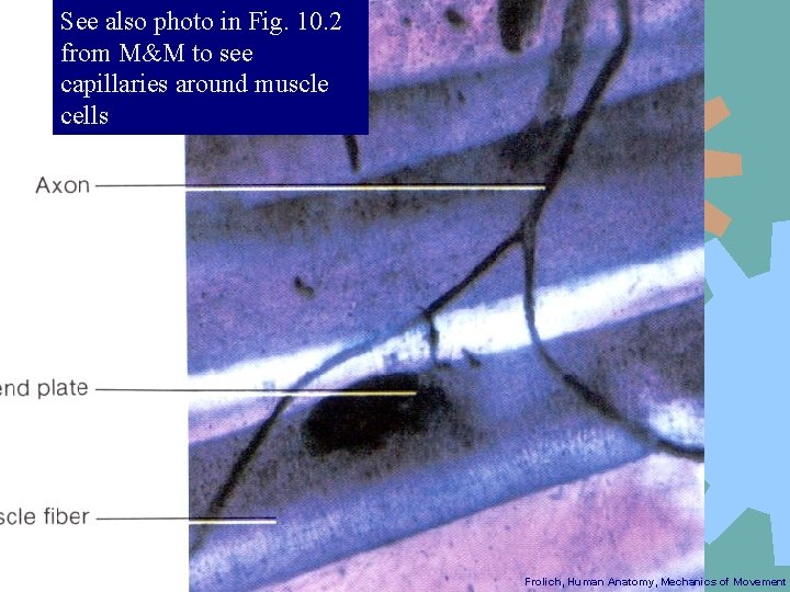 See also photo in Fig. 10. 2 from M&M to see capillaries around muscle