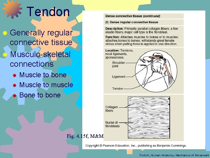 Tendon ® Generally regular connective tissue ® Musculo-skeletal connections Muscle to bone ® Muscle