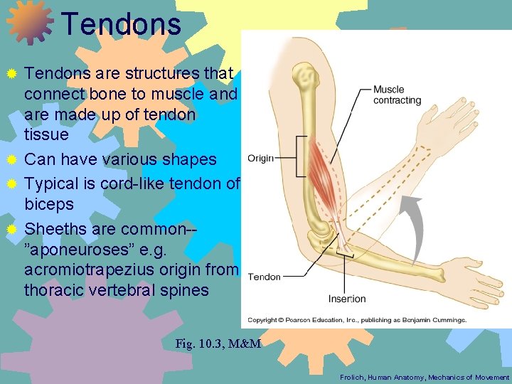Tendons are structures that connect bone to muscle and are made up of tendon
