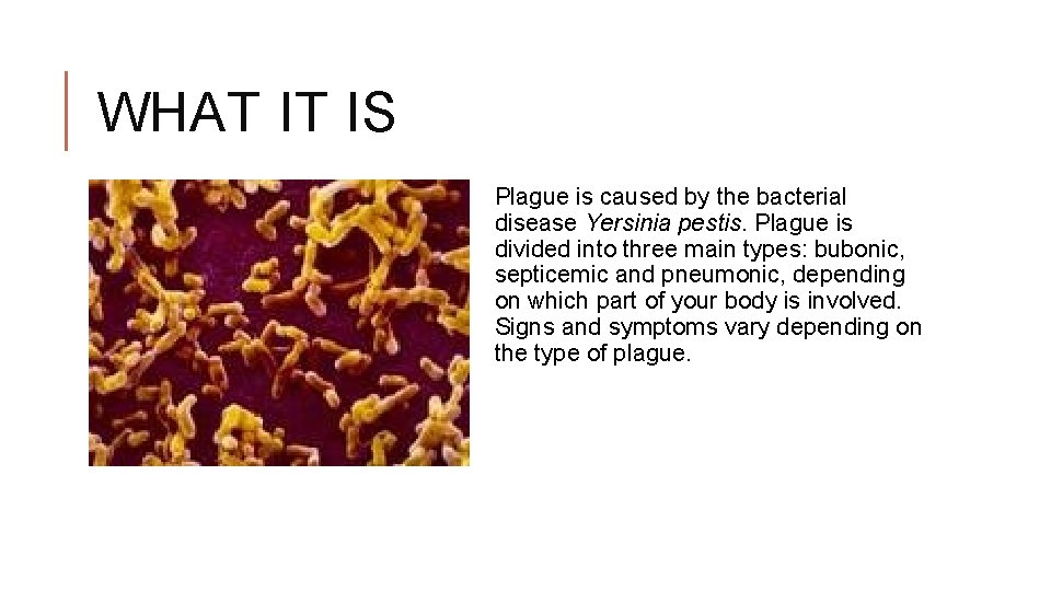 WHAT IT IS Plague is caused by the bacterial disease Yersinia pestis. Plague is