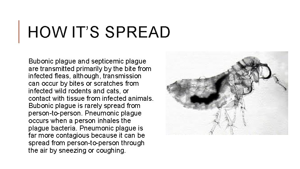 HOW IT’S SPREAD Bubonic plague and septicemic plague are transmitted primarily by the bite
