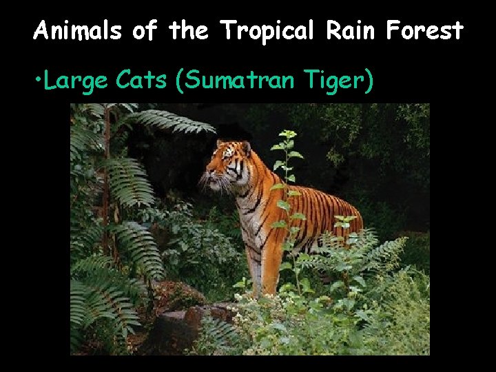 Animals of the Tropical Rain Forest • Large Cats (Sumatran Tiger) 