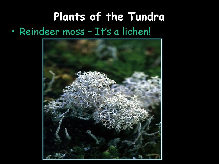 Plants of the Tundra • Reindeer moss – It’s a lichen! 