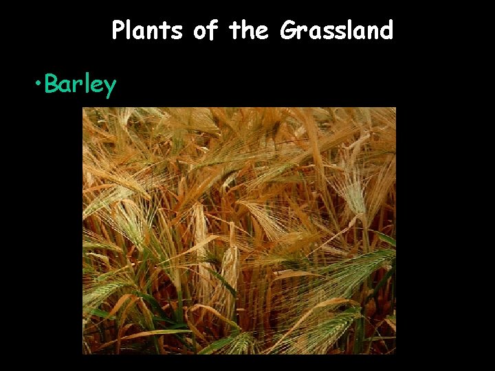 Plants of the Grassland • Barley 