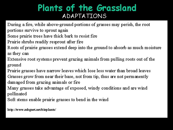 Plants of the Grassland ADAPTATIONS During a fire, while above-ground portions of grasses may