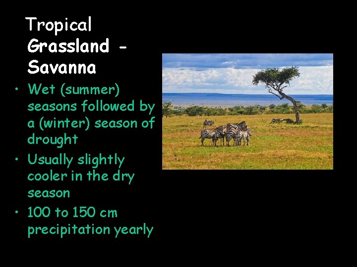 Tropical Grassland Savanna • Wet (summer) seasons followed by a (winter) season of drought