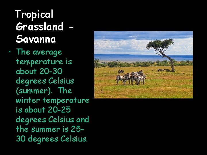 Tropical Grassland Savanna • The average temperature is about 20 -30 degrees Celsius (summer).