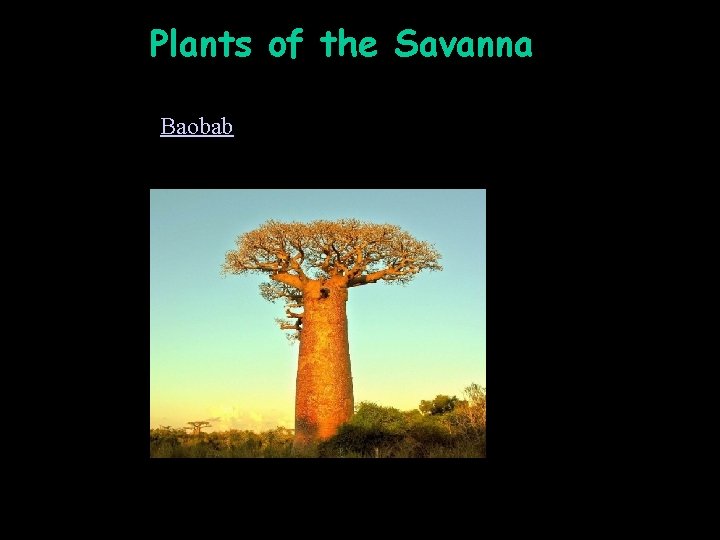 Plants of the Savanna Plants Baobab 