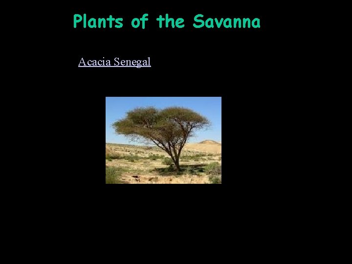 Plants of the Savanna Plants Acacia Senegal 