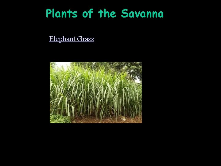 Plants of the Savanna Plants Elephant Grass 