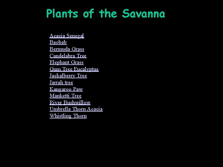 Plants of the Savanna Plants Acacia Senegal Baobab Bermuda Grass Candelabra Tree Elephant Grass