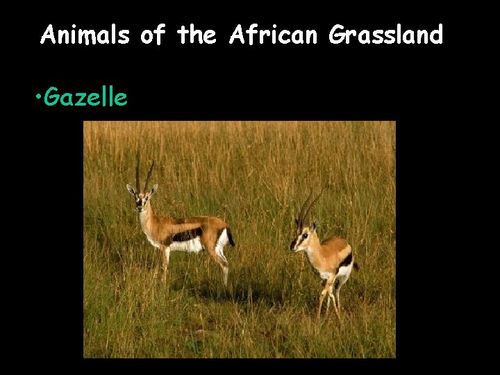 Animals of the African Grassland • Gazelle 