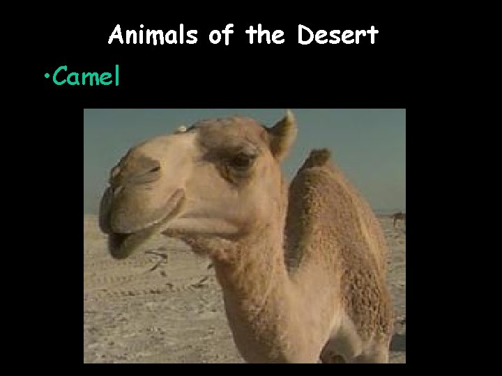 Animals of the Desert • Camel 