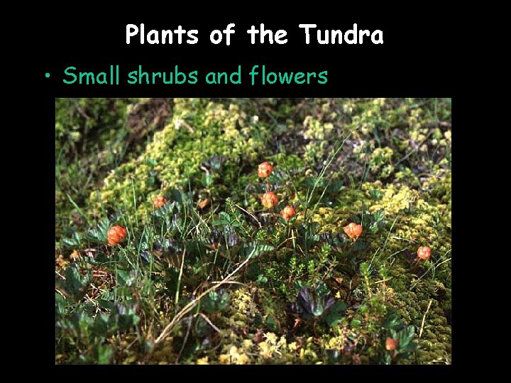 Plants of the Tundra • Small shrubs and flowers 