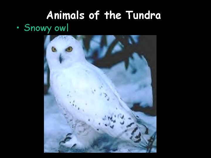 Animals of the Tundra • Snowy owl 