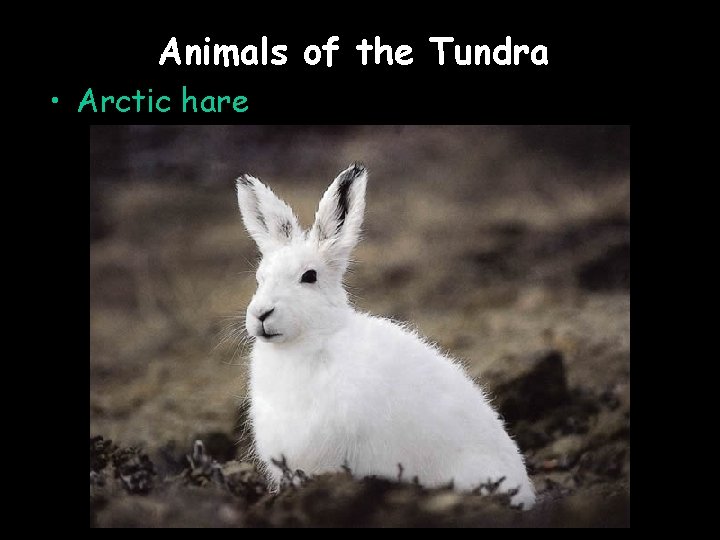 Animals of the Tundra • Arctic hare 