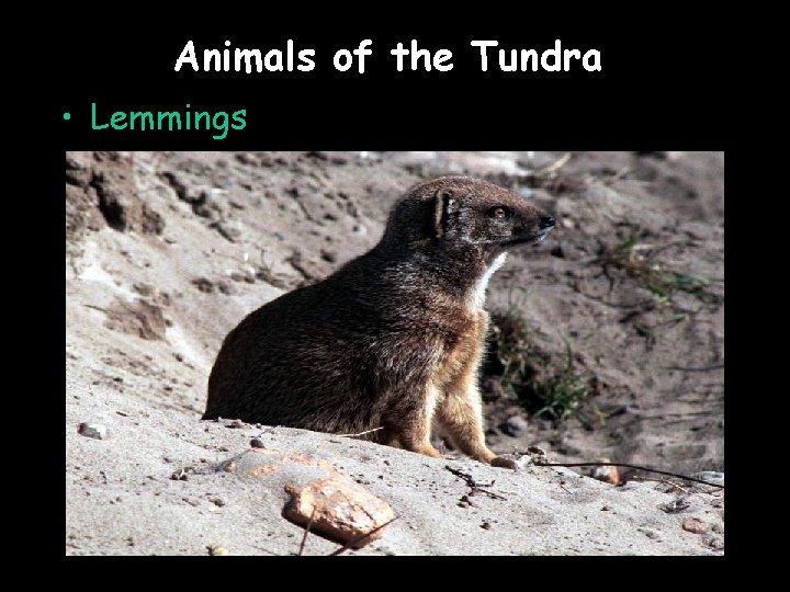 Animals of the Tundra • Lemmings 