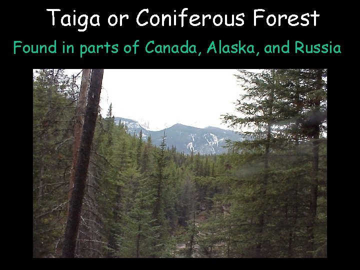 Taiga or Coniferous Forest Found in parts of Canada, Alaska, and Russia 