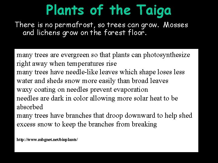 Plants of the Taiga There is no permafrost, so trees can grow. Mosses and